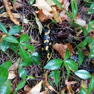 HoldViola Vendégház Mátraszentimre (5)