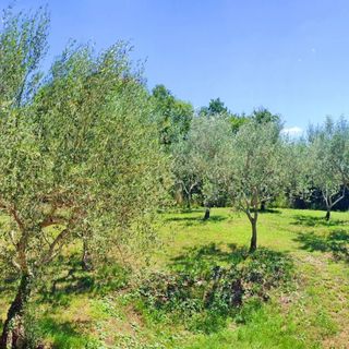 Apartman Marina Picudo Istria (5)