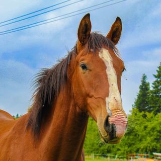 Ranczo Zwierzyniec Noclegi Jordanów (3)