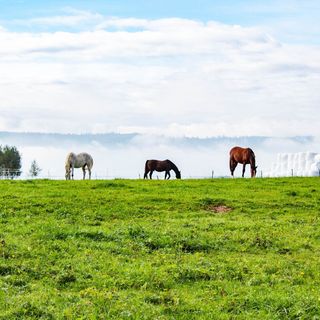 Ranczo Zwierzyniec Noclegi Jordanów (4)