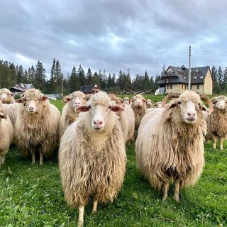 Pokoje Gościnne Na Kośnych Poronin (4)