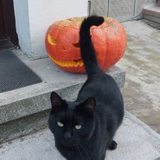 The Black Cat Bran (3)