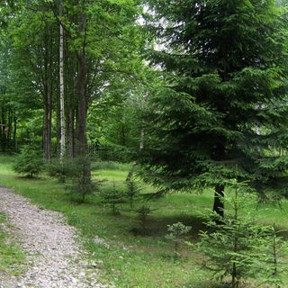 Cabana Fenyőlak Vlăhița (5)