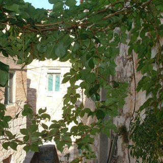 Apartmani Vale Betina Murter (3)