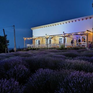 Levendulászat Vendégház Simontornya (5)