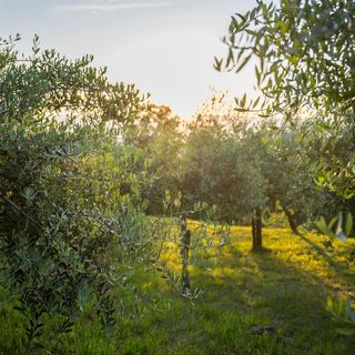 Vendégház Lovran - CLK189 (5)