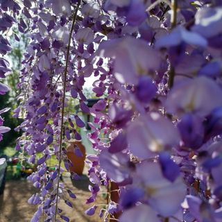 Lilaakác Vendégház Siófok (5)