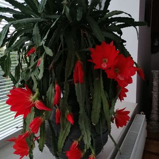 Júlia Vendégház Nyíregyháza (4)