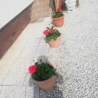 Fügefa Vendégház Ságvár (5)