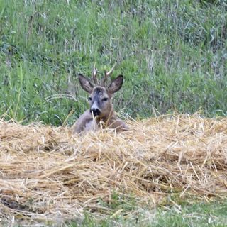 Gaia Menedék Jurta Bakonynána (5)
