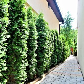 Apartament House Apartment Minerilor Cluj-Napoca (4)