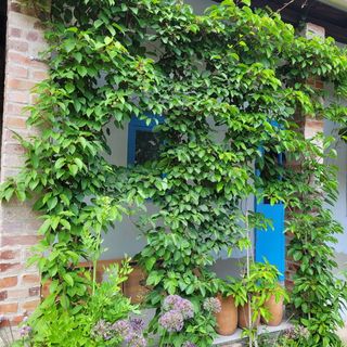 Kisbagoly Vendégház Parád (2)