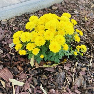 Csigaház Apartman Badacsonytomaj (3)