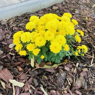 Csigaház Apartman Badacsonytomaj (3)