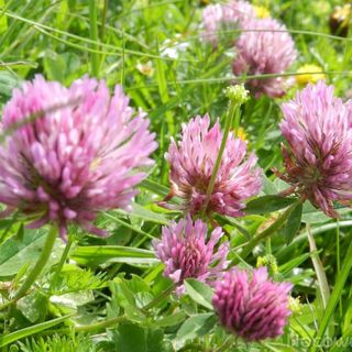 Willa Emilia Wisła (5)