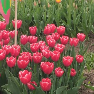 Ibolya Apartman Debrecen kertvárosában (4)