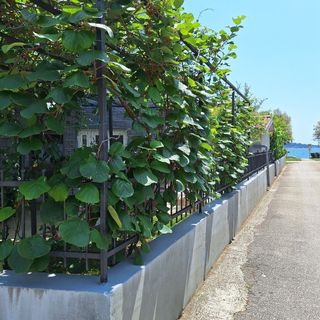 Apartments Pintar Novigrad (5)