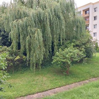 Willow Gdynia (5)
