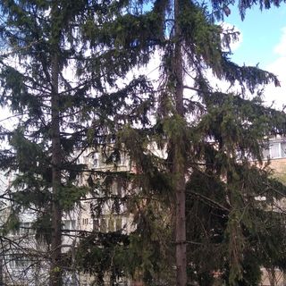 Apartament Center Sziget Odorheiu Secuiesc (3)