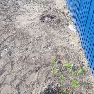 Pensiunea Cuibul Lebedelor Dunavățu de Jos (3)