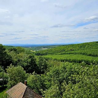 Mámor Kuckó Kistolmács (4)