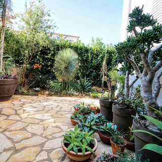 Apartment Vlado Zambratija (4)