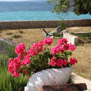 Apartmanok A Tenger Mellett Lun, Pag - 3320 Lun (4)