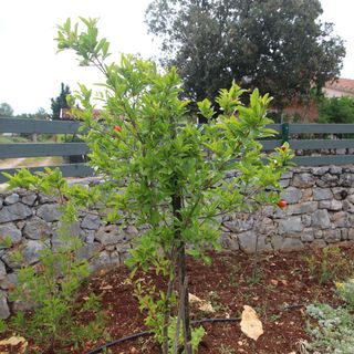 Nyaralóház Parkolóhellyel Rudina, Hvar - 18333 Rudina (5)