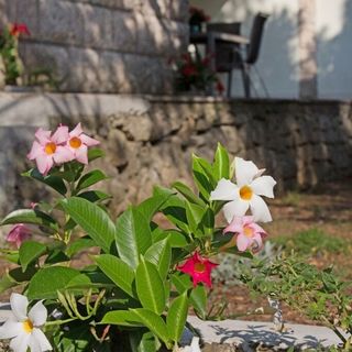 Ház Gyermekes Családok Részére A Tenger Mellett Zrnovska Banja, Korcula - 20618 Žrnovska Banja (5)