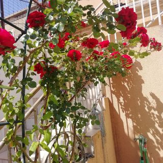 Apartmanok A Tenger Mellett Prvic Luka, Prvic - 21276 Prvić Luka (3)