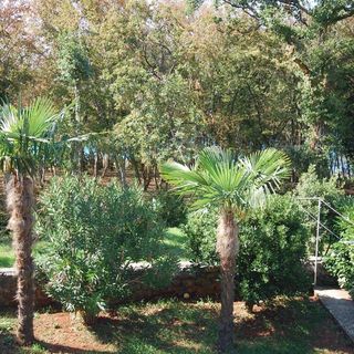 Apartmanok A Tenger Mellett Njivice, Krk - 21870 Njivice (4)