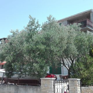Apartmanok Parkolóhellyel Brodarica, Sibenik - 21888 Brodarica (3)