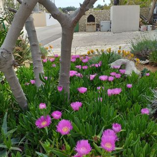 Apartmanok A Tenger Mellett Vir - Lozice, Vir - 22083 Vir - Lozice (3)