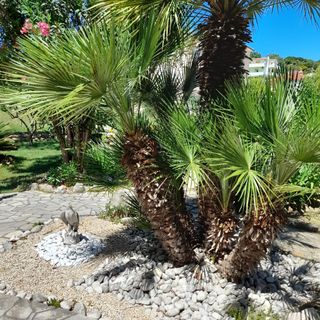 Apartmanok és Szobák Parkolóhellyel Palit, Rab - 22221 Palit (5)