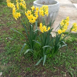 Apartmanok Parkolóhellyel Kraj, Pasman - 22566 Kraj (4)