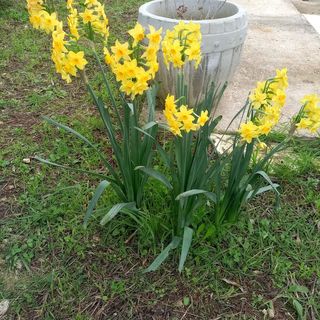 Apartmanok Parkolóhellyel Kraj, Pasman - 22566 Kraj (4)