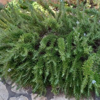 Apartmanok A Tenger Mellett Pirovac, Sibenik - 22728 Pirovac (4)