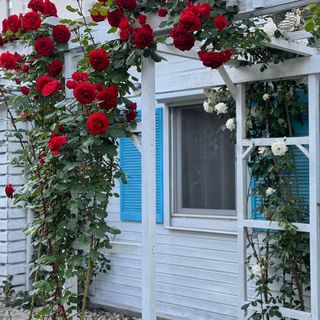 Vila Viorica Mamaia Nord (2)