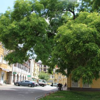 Szilfa apartman Hódmezővásárhely (4)