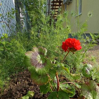 Lugas Apartman Vonyarcvashegy (3)