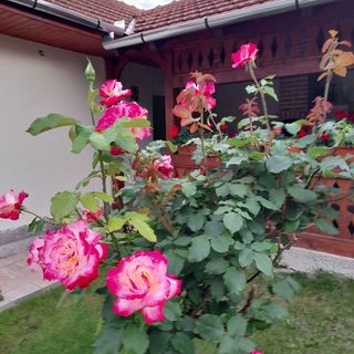 Casa Miki Haţeg (3)