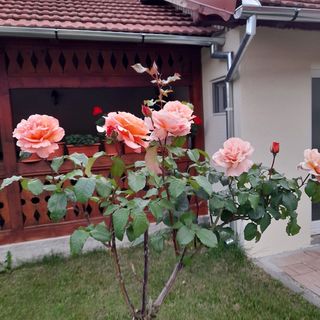 Casa Miki Haţeg (4)