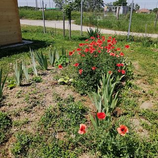 Bringa Tanya Berettyóújfalu (2)