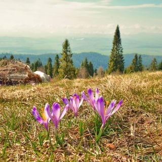 Osada Pod Turbaczem Nowy Targ (5)