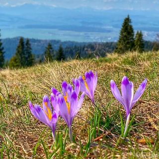 Osada Pod Turbaczem Nowy Targ (4)