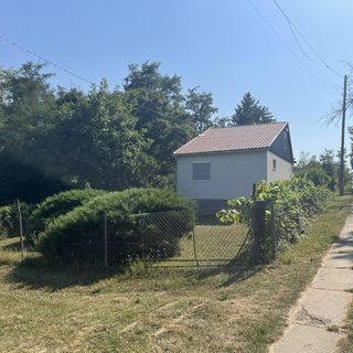 Bazsarózsa Kuckó Pécsvárad (5)