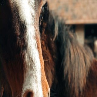 Póni Kuckó Vendégház és Minifarm Hosszúvölgy (2)