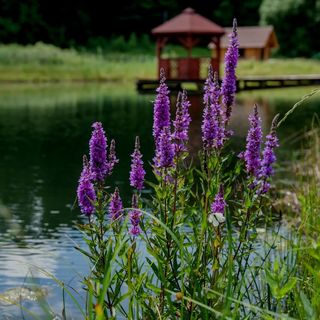 Ranczo Czerwony Młyn Ogrodzieniec (2)