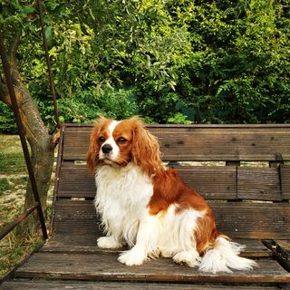 Andreas Apartman Keszthely (2)