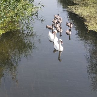Kiskanális Vendégház Kunpeszér (4)